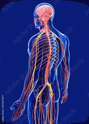 Creative details Full Body Nervous System Vector Illustration | Human Anatomy Diagram for Medical, Educational, and Scientific Use	