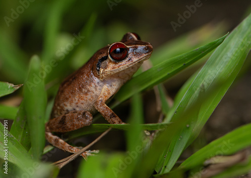 A Red-eyed Coqui frog in the grass. Tree frog Endemic to Puerto Rico 