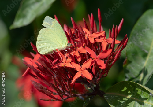 Phoebis Statira butterfly in Jungle Flame flowers. 