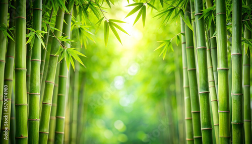 Green bamboo forest illuminated by sunlight creating a magical atmosphere