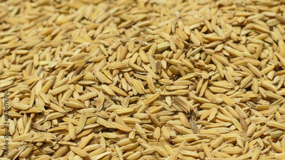 raw unmilled rice paddy grain. gold paddy seed background. raw unmilled rice paddy grain. gold paddy seed background.