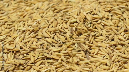 raw unmilled rice paddy grain. gold paddy seed background.