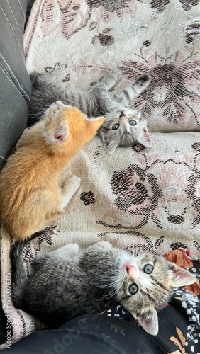 three little kittens on the beach in summer