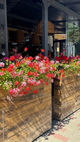 Red and pink flowers at the entrance to the restaurant. Pelargonium peltatum. 