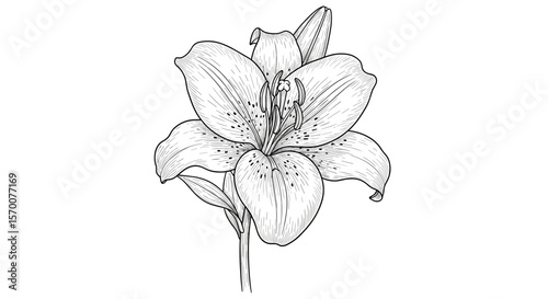 Vintage Sketch Lily Flower Illustration
