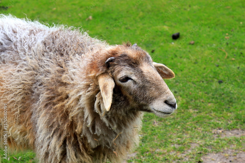 Obraz premium A brown sheep, ram, grazing on farm in summer. Cattle breeding. Sheep farm
