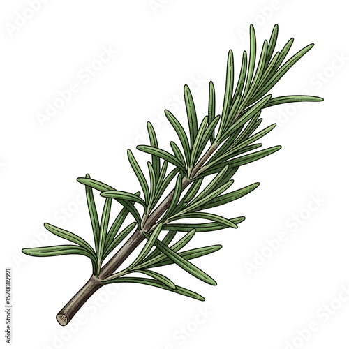 Detailed illustration of a rosemary sprig with green needle-like leaves and a brown stem, isolated on a white background.