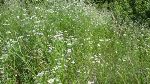 flowers and green grass in the wind
