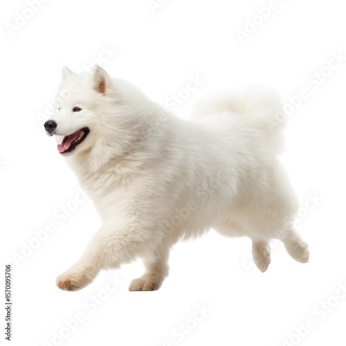 Samoyed dog running isolated on transparent background