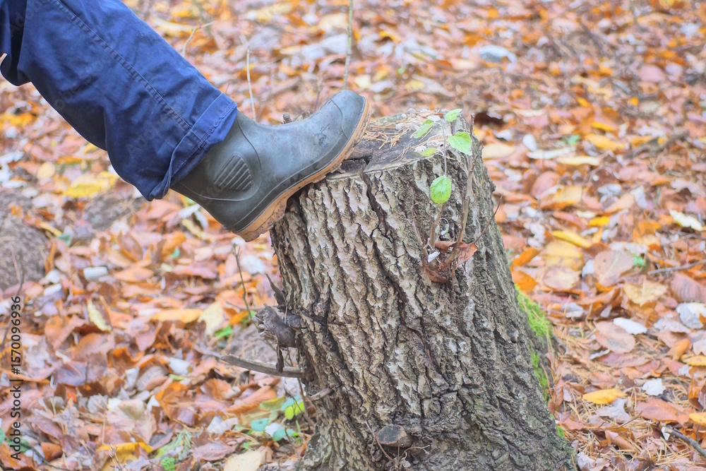 one leg in blue pants and a green rubber boot stands on a gray stump in an autumn forest one leg in blue pants and a green rubber boot stands on a gray stump in an autumn forest