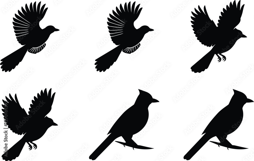 Obraz premium Blue Jay Silhouette Flying Standing Vector Illustration