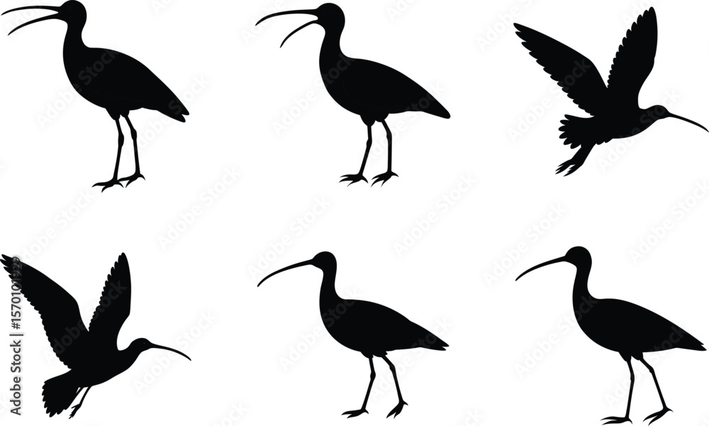 Obraz premium Curlew Silhouette Calling Open Beak Vector Illustration