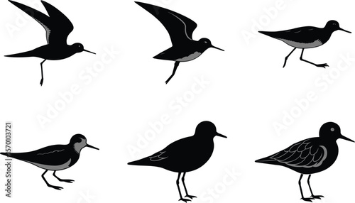 Sanderling Silhouette Flying Extended Legs Vector Illustration