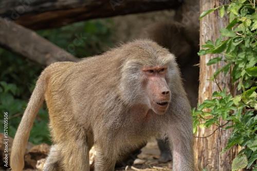 Obraz na płótnie baboon male