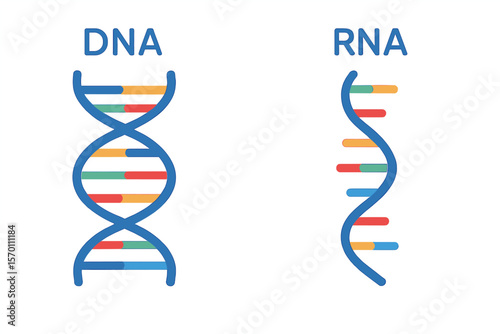 Distinctions between dna and rna are represented by a scientific icon featuring a spiral of DNA and RNA