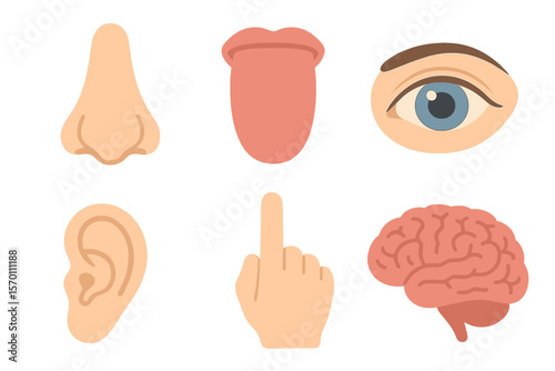 The human senses comprise five key elements: sight, smell, taste, hearing, and touch, while six anatomical images are represented by the nose, tongue, eye, ear, finger, and brain