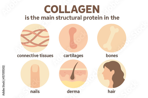 The primary structural protein found in connective tissues, cartilages, bones, nails, derma, and hair is collagen