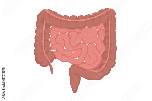 Vector illustration of human internal organs, including small and large intestines, set against a white background in a realistic flat style