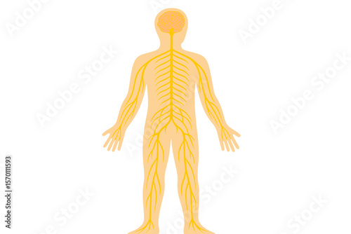 Medical vector illustration diagram showing the peripheral nervous system, including brain, spinal cord, and nerves