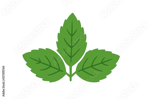 Vector icon featuring a mint leaf element and green mint leaves symbol