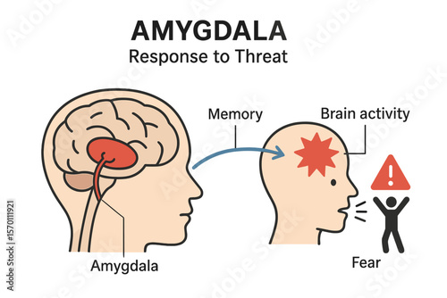 A medical illustration of the amygdala is labeled and diagrammed to show its response to threats
