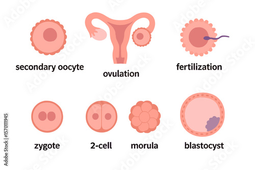 The development of an embryo involves secondary oocyte ovulation and fertilization