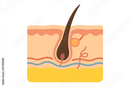 Illustration of a hair follicle within a cross-sectional view of skin layers