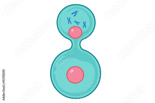 Embryonic stem cells undergo division, a process that can be observed through mitosis viewed under a microscope in a 3D illustration
