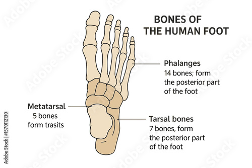 The human foot's bones are illustrated from a superior view, with each site named and described, as part of a vector illustration on a white background in human anatomy