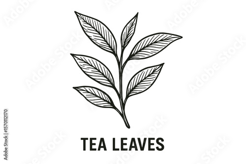 Vector illustration of herbal tea leaves in ink sketch style