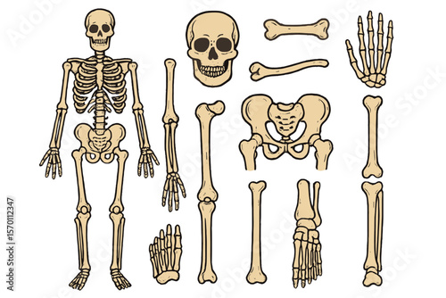 Vector illustration of human skeleton, including bones and joints, presented as a hand-drawn doodle with anatomy symbols