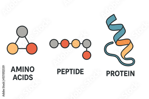 The composition of proteins, peptides, amino acids, and vectors is being referenced