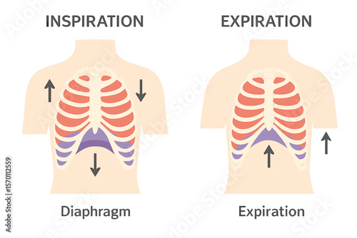 The act of breathing involves the movement of the ribcage during both inspiration and expiration, with the diaphragm playing a key role