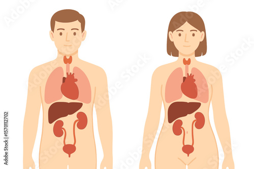 The human body is composed of various structures, including male and female organs such as the thyroid, heart, kidneys, liver, and lungs