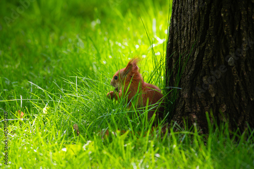 Little squirrel on green grass in park at sunny day