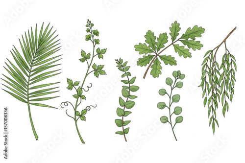 Collection of five sketched green leaves including palm, willow, oak and eucalyptus, perfect for botanical design elements or organic decorations.
