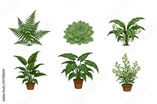 Six botanical illustrations featuring a fern, succulent, and potted plants, great for adding a natural touch to your design projects.