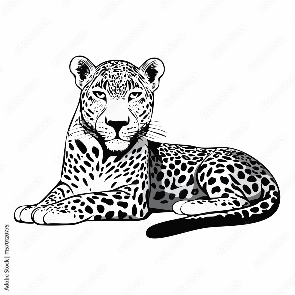 Fototapeta premium Leopard Lying image vector. Leopard laying down Stock Vector Images
