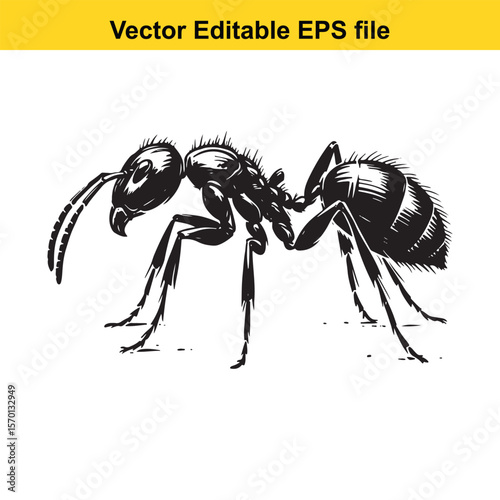 Detailed Ant Illustration Showing Anatomy and Exoskeleton Markings in Black and White
