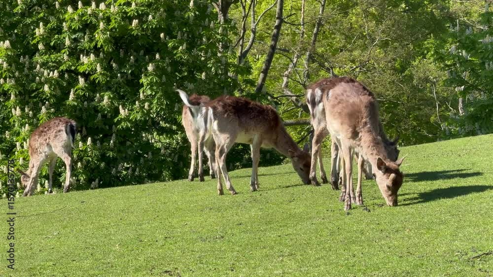 Wild atmosphere, A group of young Fallow Deer in the woodland, spotted deer in the forest in nature, a herd of deer graze on a green lawn in a natural park Wild atmosphere, A group of young Fallow Deer in the woodland, spotted deer in the forest in nature, a herd of deer graze on a green lawn in a natural park
