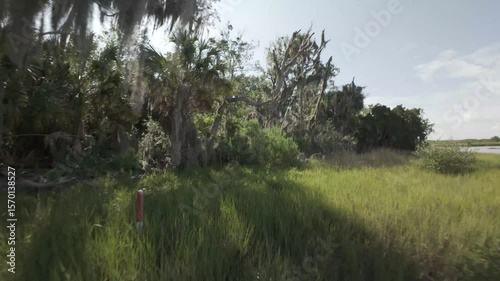 Spanish Moss in Marsh