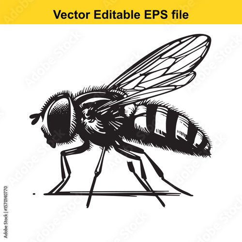 Monochrome Depiction of a Hoverfly Detailed Insect Illustration with Striking Contrast and Artistic Precision in Black and White