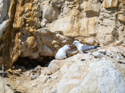 Two Fulmars Pair Bonding on a Cliff