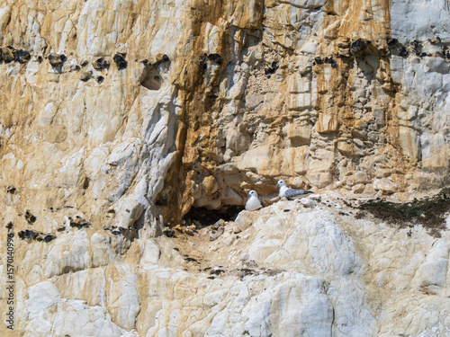 Two Fulmars Pair Bonding on a Cliff