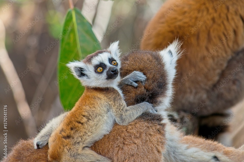 Obraz premium Cute baby ring tailed lemur embracing its mother in their natural environment, a sunny day in madagascar