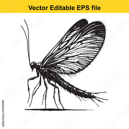 Detailed Ink Drawing of a Caddisfly Vector Illustration of a Flying Aquatic Insect