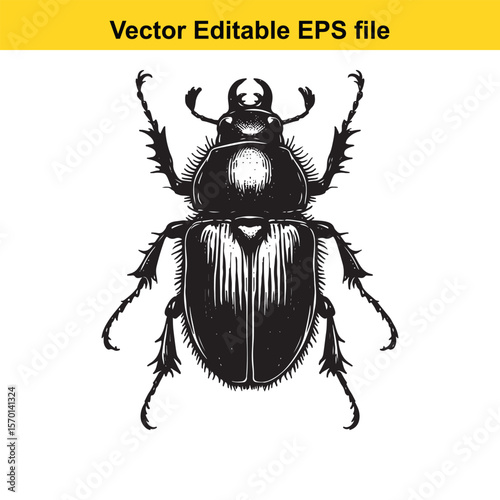 Detailed Engraving of a Dung Beetle A Vintage Vector Art Illustration for Entomological Studies or Nature Inspired Designs