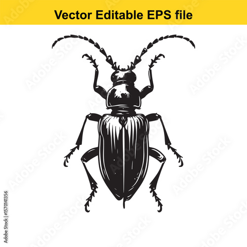 Detailed Black and White Illustration of a Beetle Vector Graphic for Biological Study or Design Element Resources