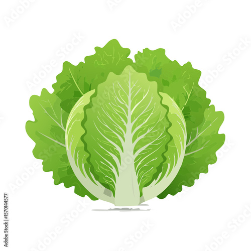 Fresh Green Lettuce Head with Leaves Isolated on Black Background Healthy Salad Ingredient