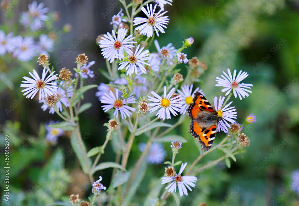 The flowers are white daisies with a beautiful butterfly on a background of bright greenery. Flora is the nature of a plant. The flowers are white daisies with a beautiful butterfly on a background of bright greenery. Flora is the nature of a plant.